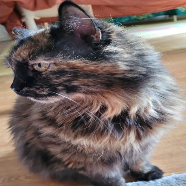 Myrtille