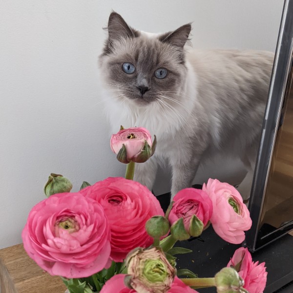 Pogany