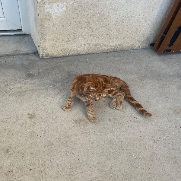 Simba
