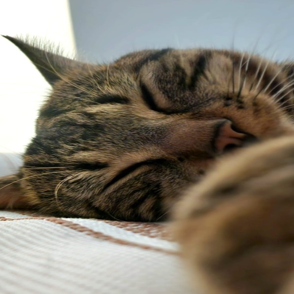 Minou