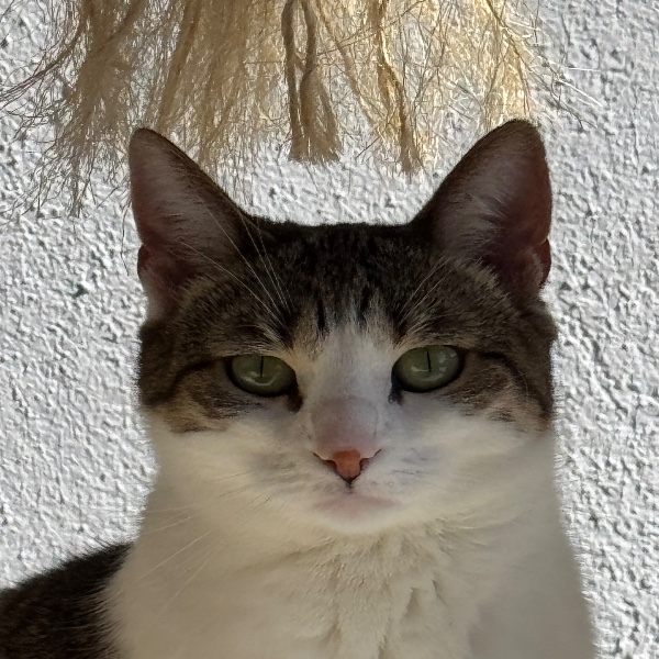 Choupy
