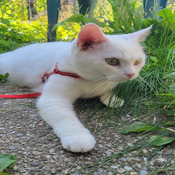 Jólin (Yoline)