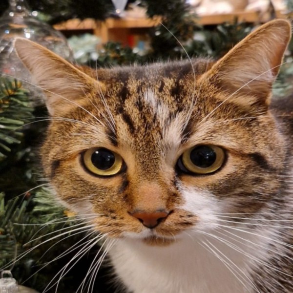 Oscar