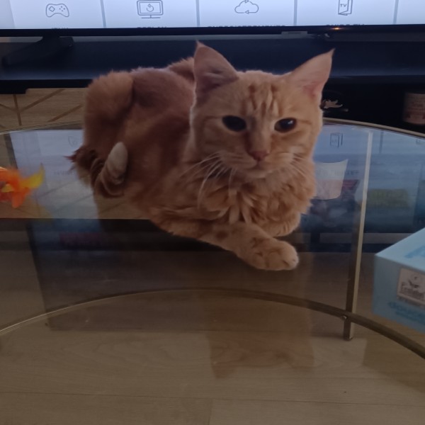 Zelda