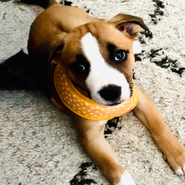Lola