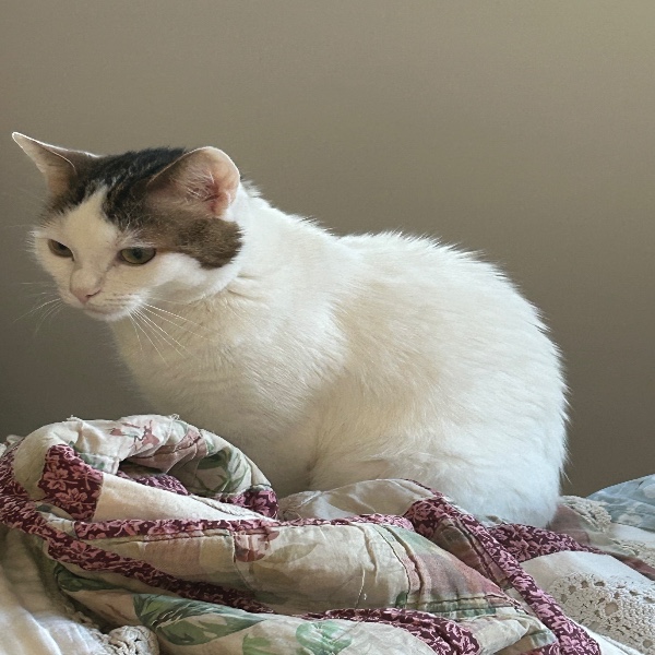 Lili