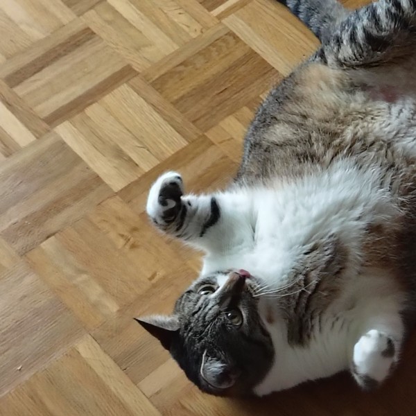 Rajah