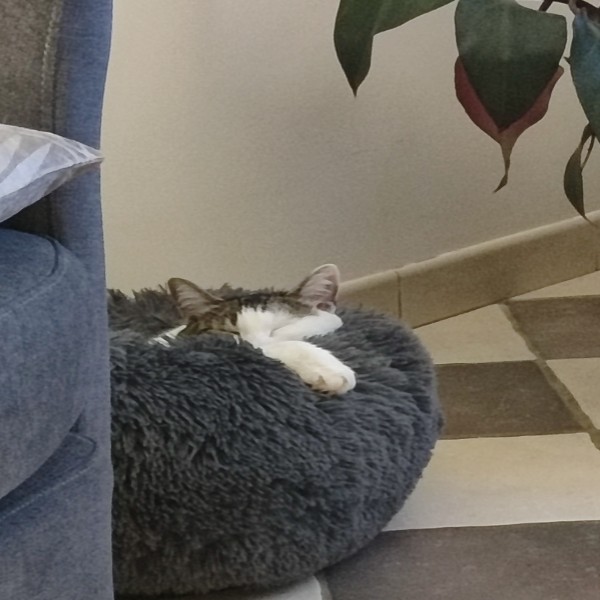 Crapette