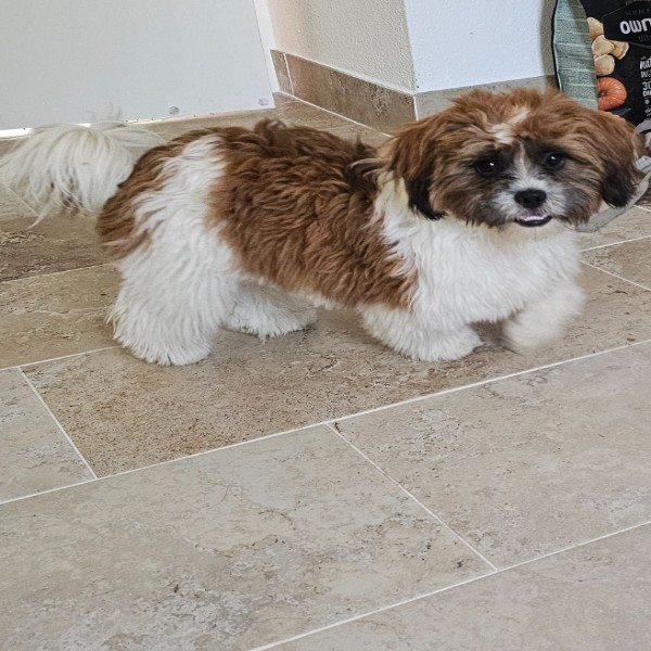 Toto