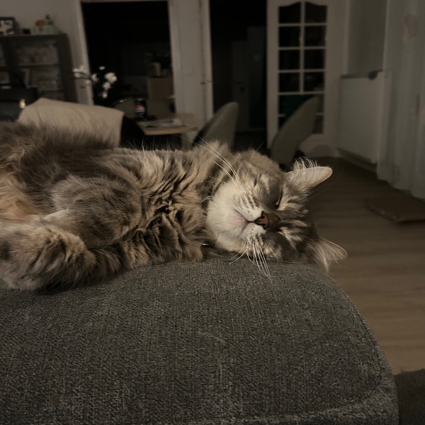 Gigi