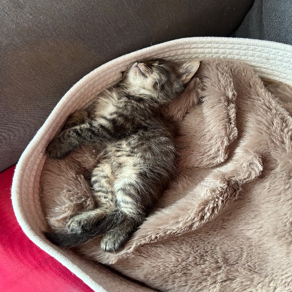 Simba