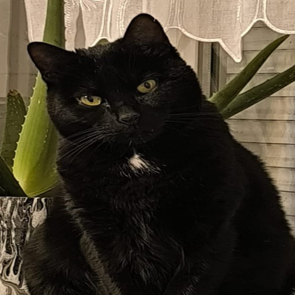 Otis