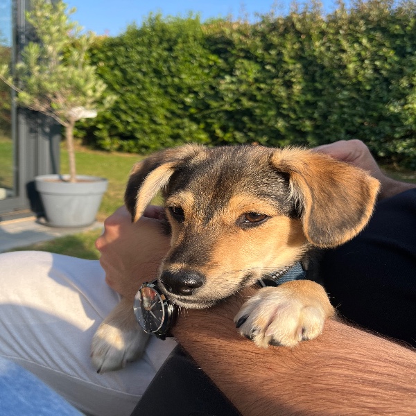 Aiko