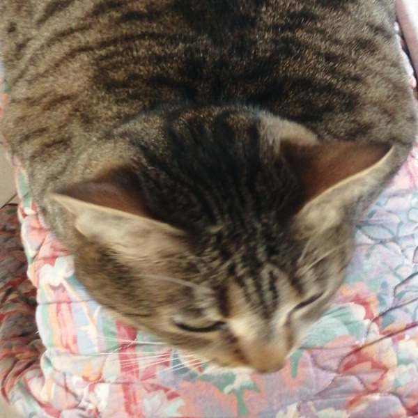 Shelsy
