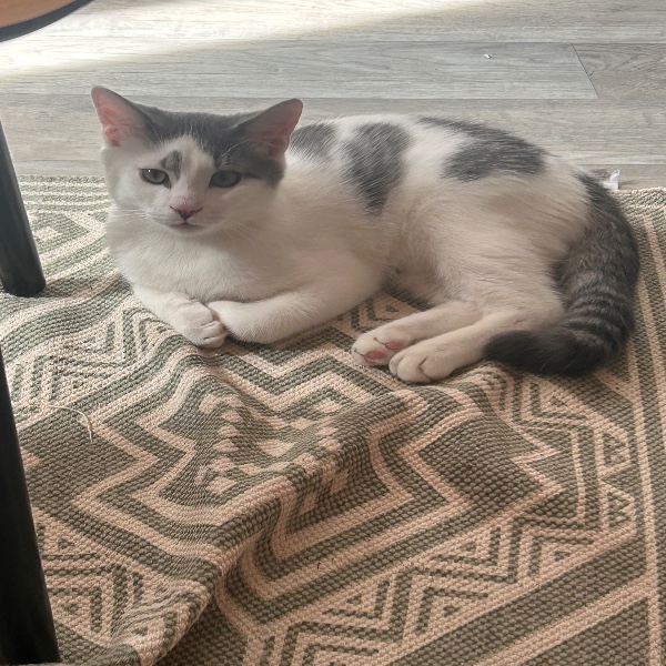 Milo
