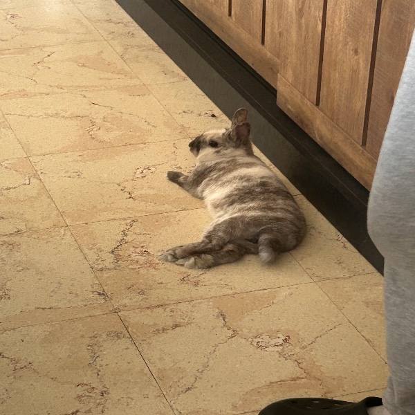 Mimir