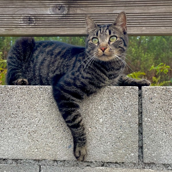Scratch