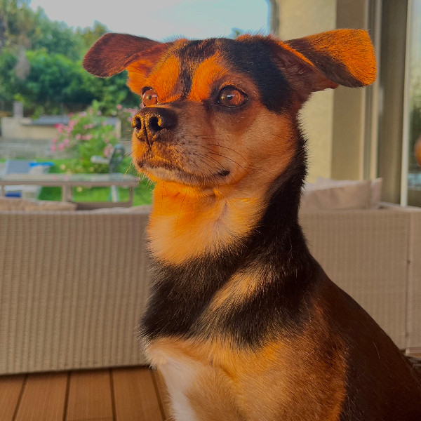 Ralfy