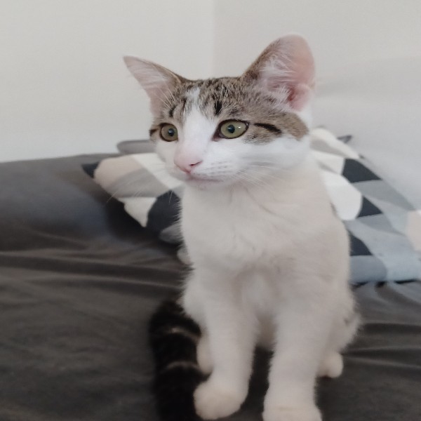 Willow