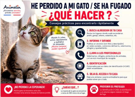 🐱 He perdido a mi gato: ¿qué hacer? La guía completa para encontrar a un gato desaparecido (2026)