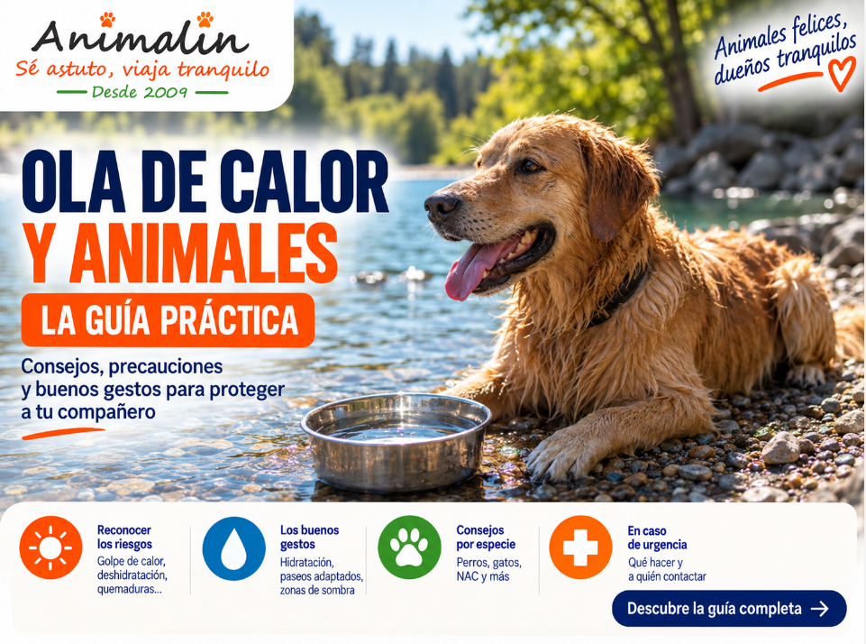 ☀️ Perro y ola de calor: la guía completa para proteger a tu compañero durante las altas temperaturas (2026)
