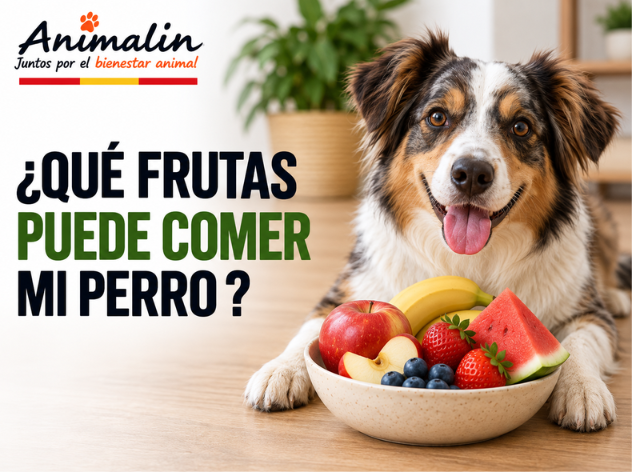 🍎 ¿Qué frutas puedes darle a un perro?
