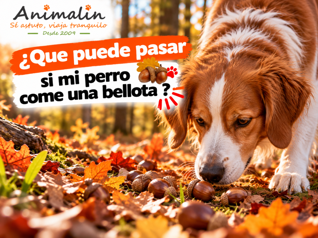 🌰 ¿Qué puede pasar si mi perro se come una bellota?