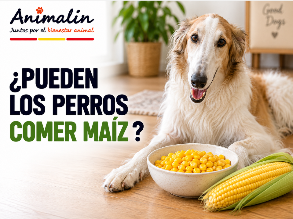 🌽 ¿Puede el perro comer maíz?
