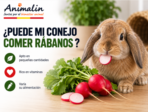 🍅 ¿Puede el conejo comer tomate?