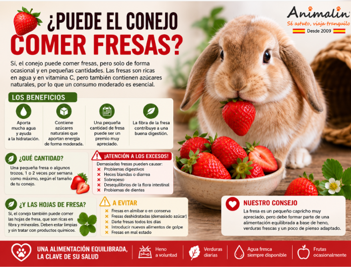 🍓 ¿Puede el conejo comer fresas? La guía completa (2026)
