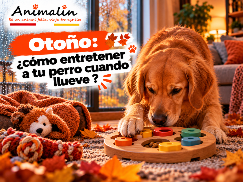 🌧️ Otoño: ¿cómo entretener a tu perro cuando llueve?