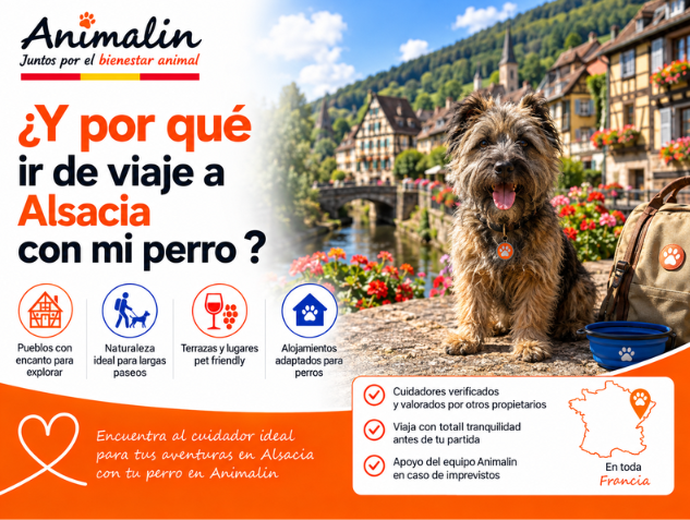 🌾 ¿Y por qué irte de vacaciones a Alsacia con tu perro? Pueblos, rutas de senderismo y descubrimientos