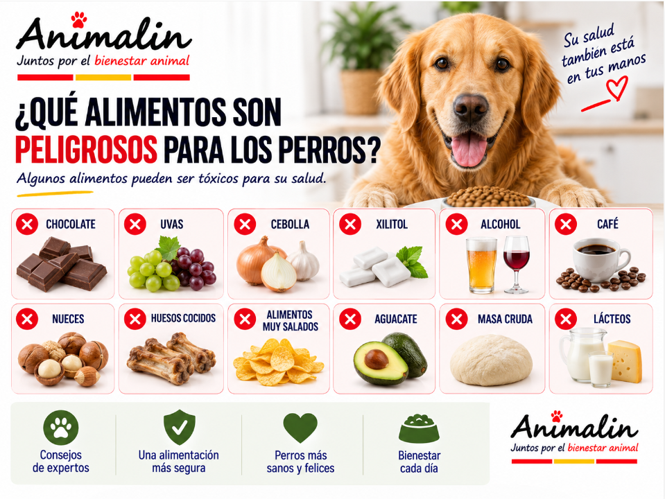 🍖 ¿Qué alimentos son peligrosos para los perros?