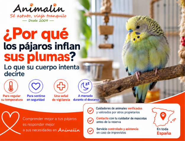 🤔 ¿Y por qué los pájaros esponjan sus plumas? Lo que su cuerpo intenta decirte