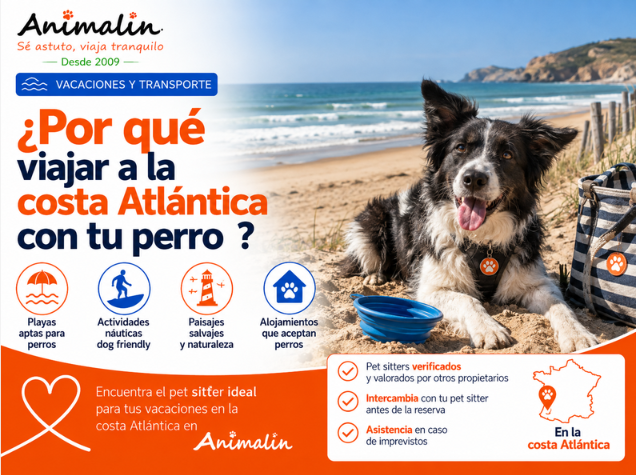 🌊 ¿Y por qué no irte de vacaciones a la costa atlántica con tu perro? Actividades y precauciones