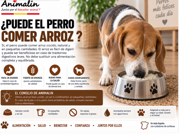 🍚 ¿Puede el perro comer arroz?