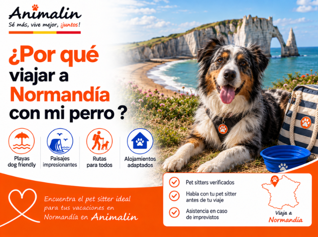 🌊 ¿Y por qué irte de vacaciones a Normandía con tu perro? Playas, acantilados y rutas de senderismo