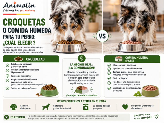 🥣 Pienso o comida húmeda para perros: ¿cuál elegir?