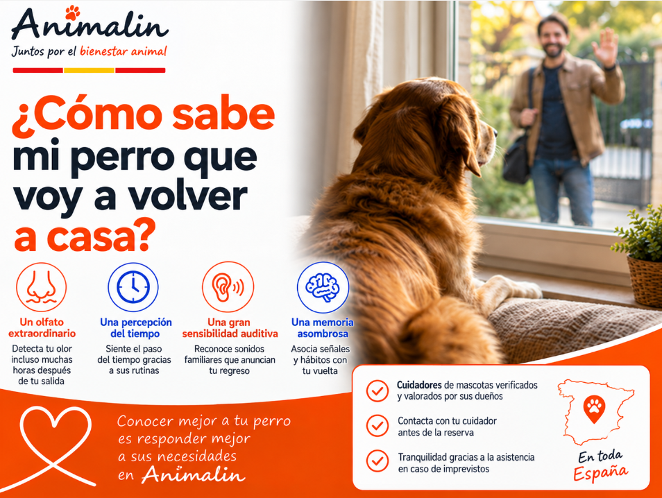 🤔 ¿Y por qué mi perro sabe cuándo voy a volver?