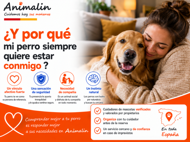 🤔 ¿Y por qué mi perro quiere estar siempre conmigo?