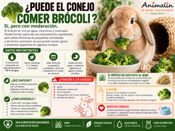 🥦 ¿Puede comer brócoli el conejo? La guía completa (2026)