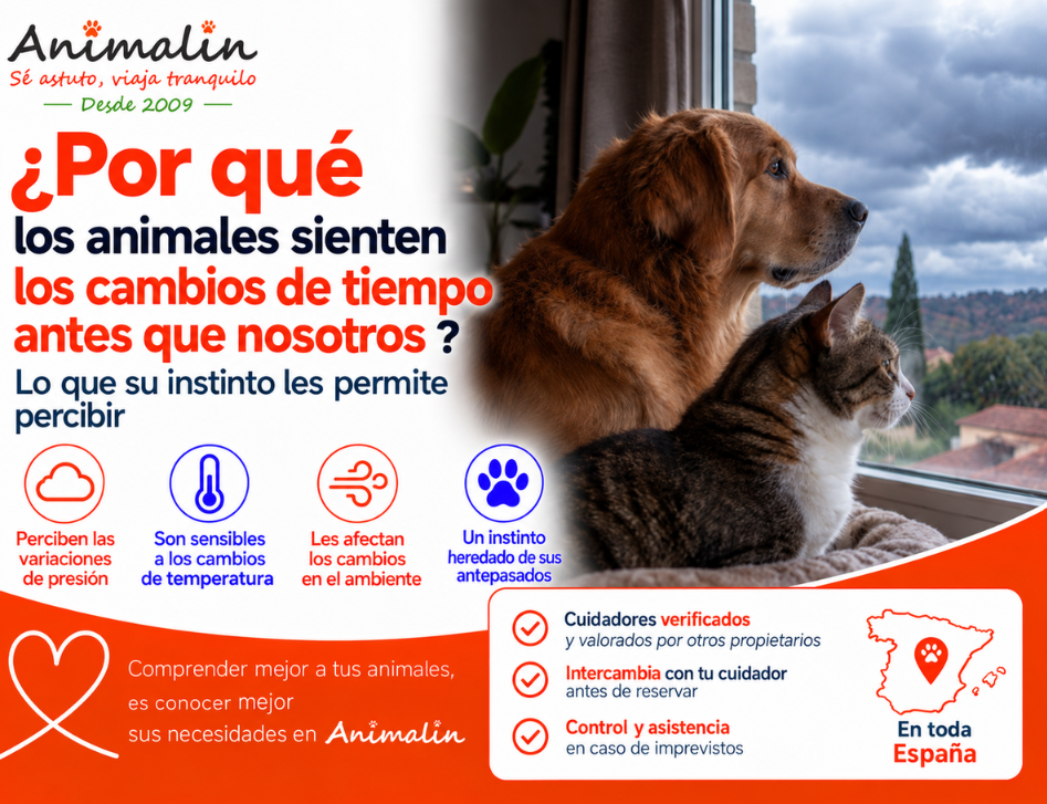 🤔 ¿Y por qué los animales sienten los cambios de tiempo antes que nosotros? Lo que su instinto les permite detectar