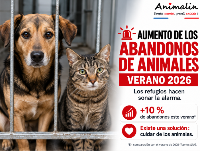 🚨 Aumento de los abandonos de animales: las alarmantes cifras del verano de 2026
