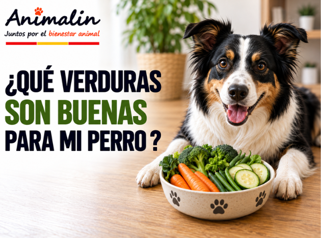 🥕 ¿Qué verduras son buenas para el perro?