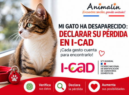 🆔 Mi gato ha desaparecido: ¿cómo declarar su pérdida en el I-CAD? La guía completa (2026)