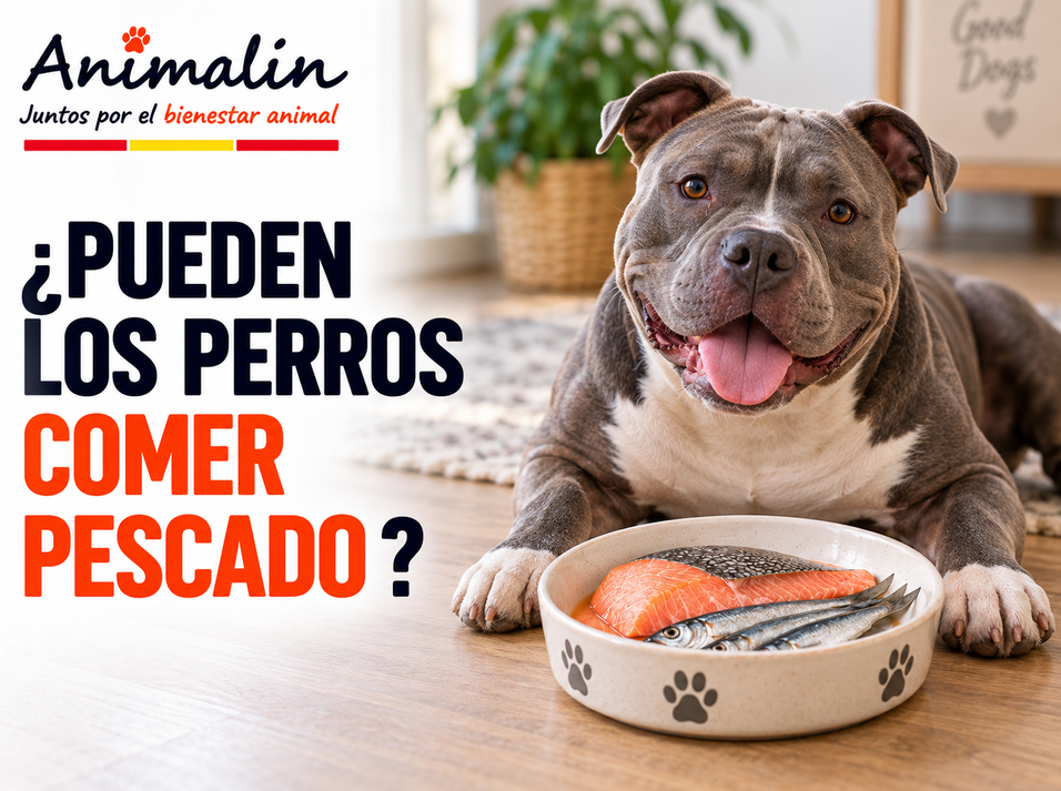 🐟 ¿El perro puede comer pescado?