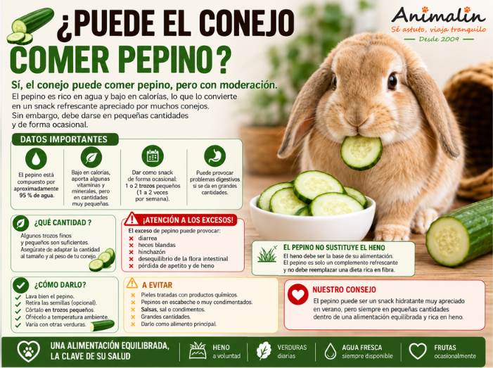 🥒 ¿Los conejos pueden comer pepino? La guía completa (2026)