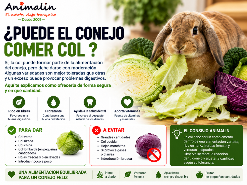 🥬 ¿Puede comer col el conejo?