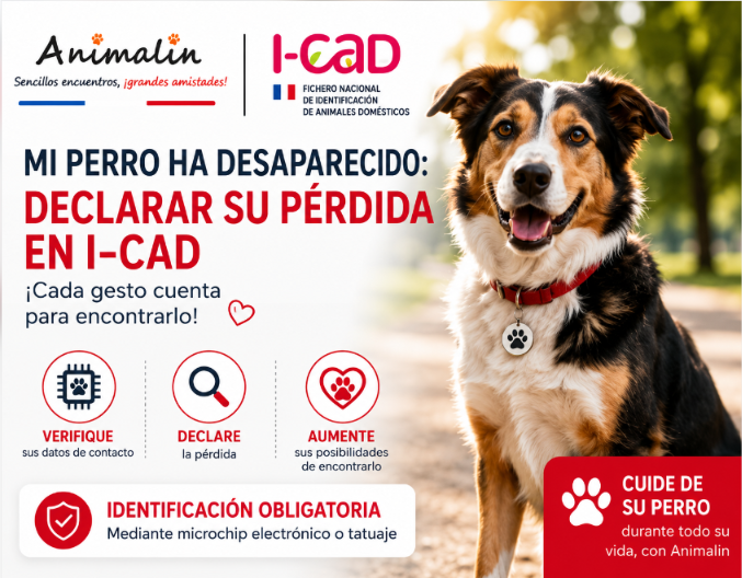 🐶 Mi perro ha desaparecido: ¿cómo declarar su pérdida en I-CAD? La guía completa (2026)