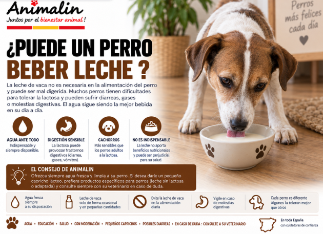 🥛 ¿Puede el perro beber leche?